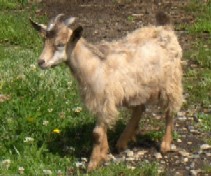 My-T Myontonics Chance